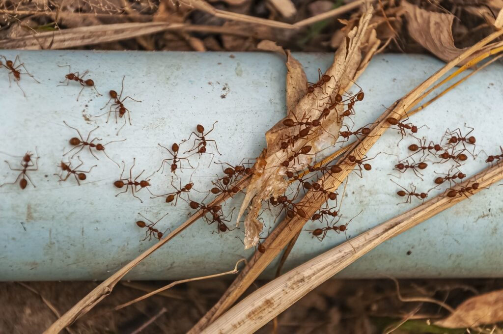 Service d’extermination de rat et souris à Montréal et dans les environs